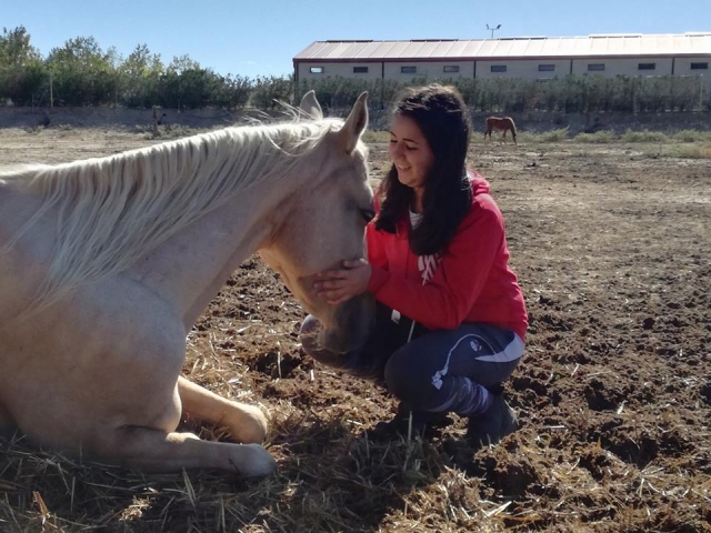  Taking care of the horse 