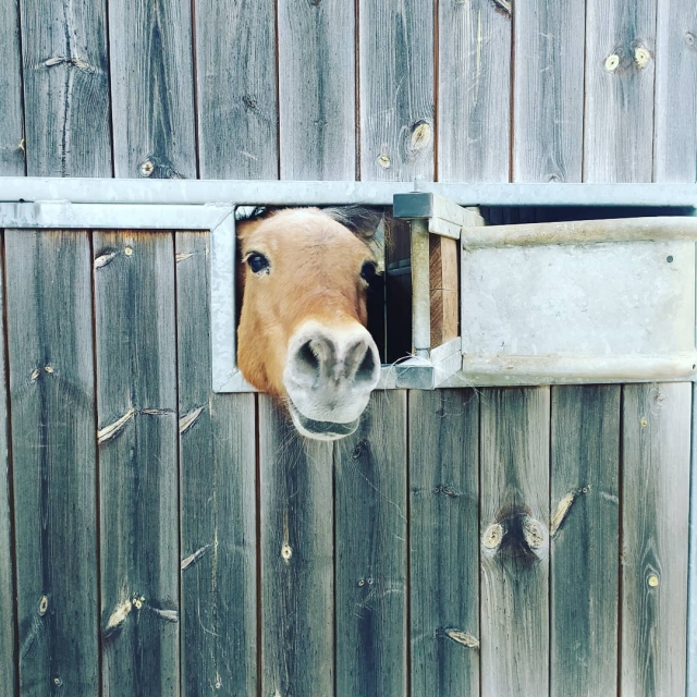 sporgere la testa 