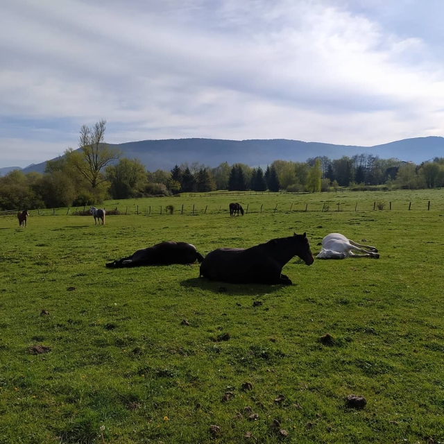  riposarsi nel prato 