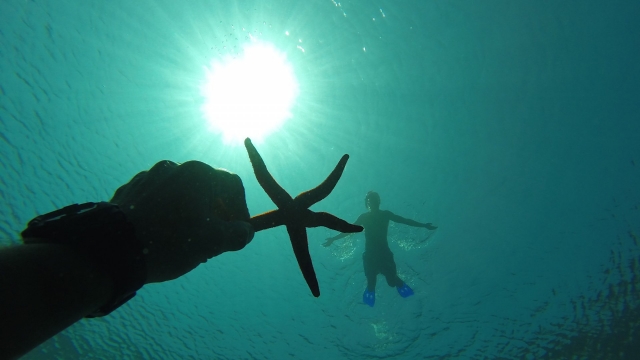  Starfish 