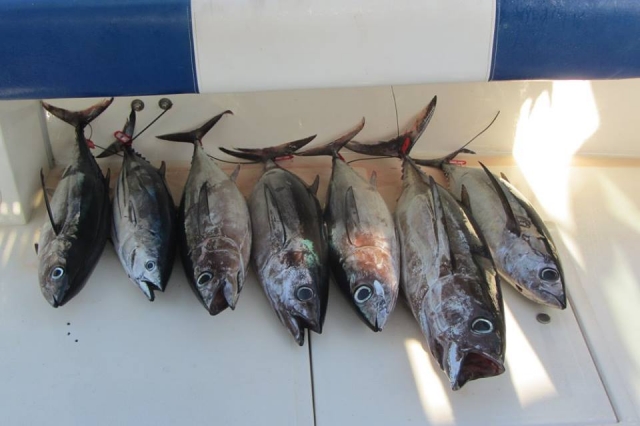 Peces capturados