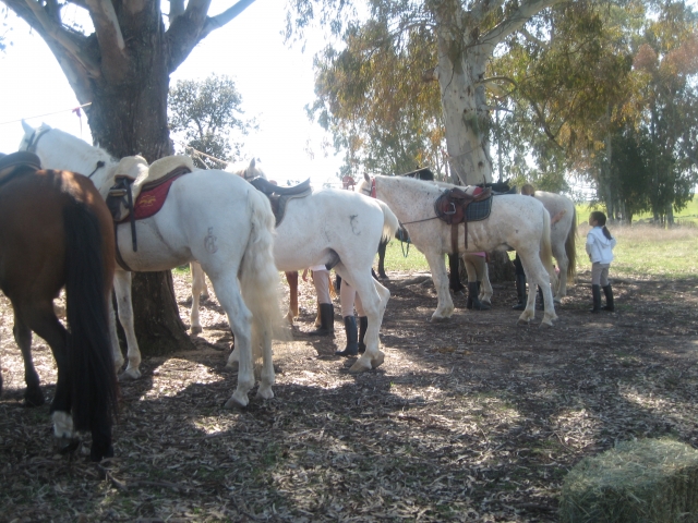 Caballos en fila