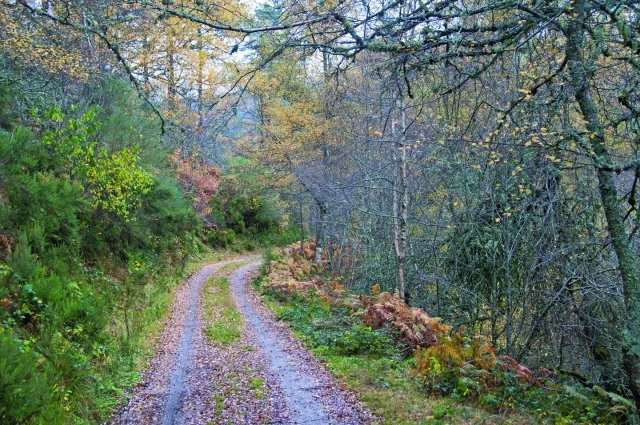  Path with leaves 
