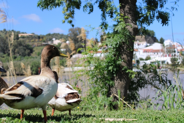  Enjoying the surroundings of the Guadiana 