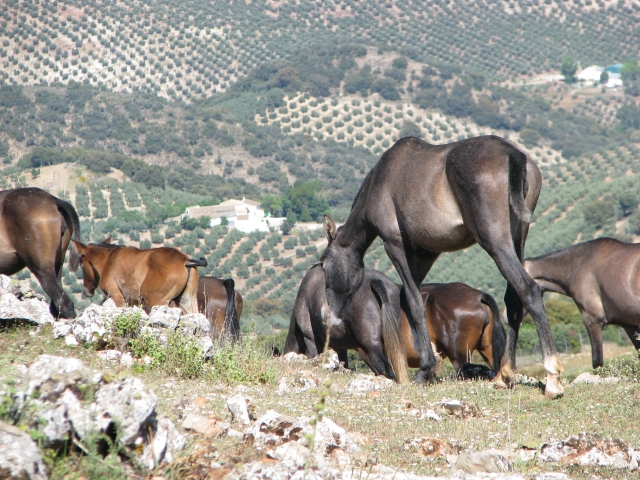  animali in completa libertà 