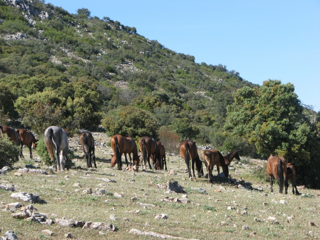  cavalli in piena libertà 
