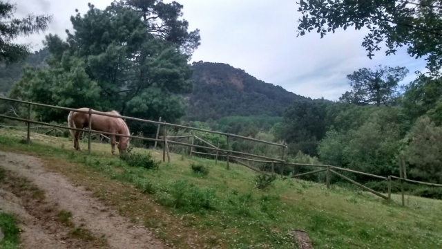 Caballo en la finca