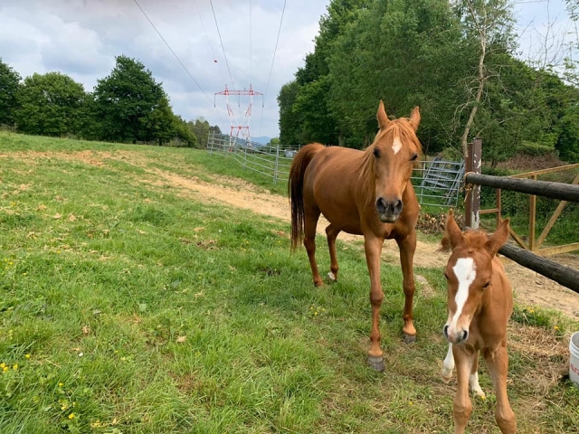Nuestros caballos listos para explorar la zona