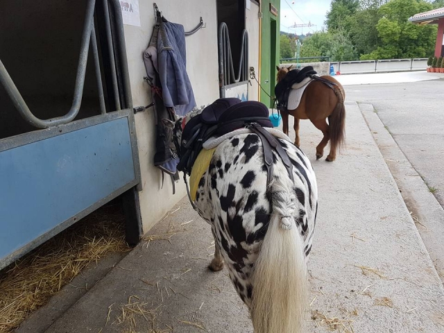 Culo de un poni