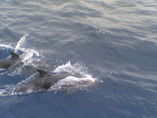 Viendo delfines