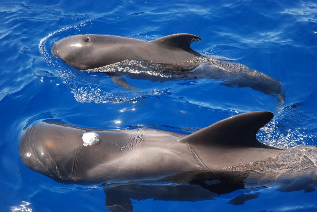 Seeing dolphins 