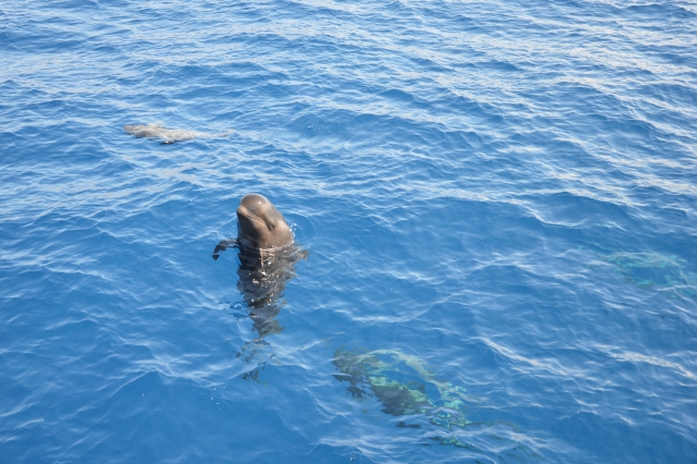  Specimen of cetacean 