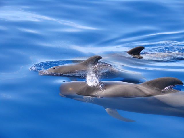 Delfines junto al barco
