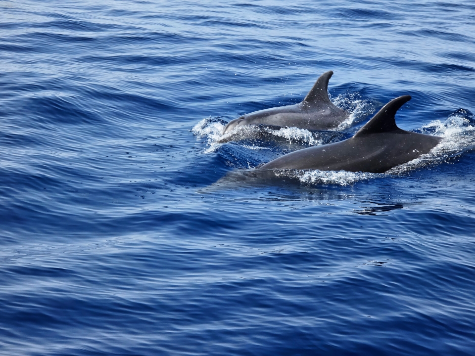  Sailing alongside cetaceans 