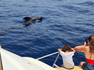 Avistamiento cetáceos y snorkel Tenerife 3h niños