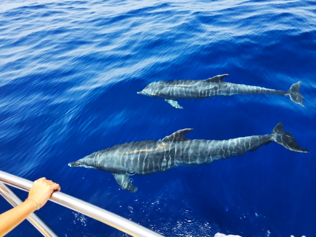 Navegando junto a cetáceos