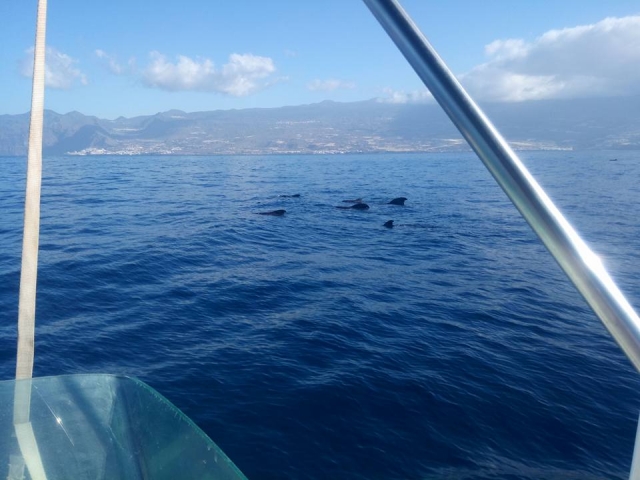  Dauphins à côté du bateau 