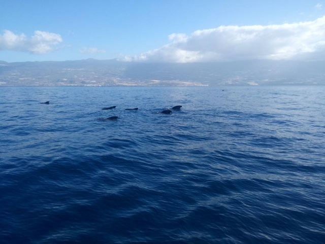  Cétacés à côté du bateau 