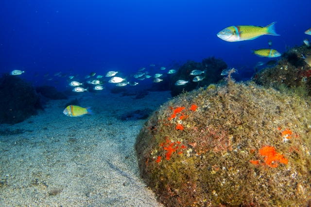 Sessione di immersioni 