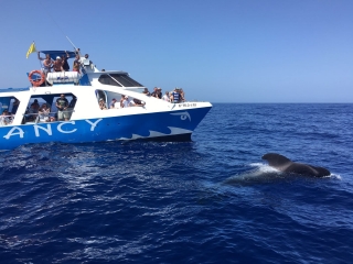 Whale watching towards Cueva Bonita, 2'5h