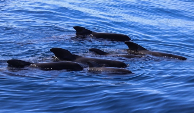  Pod of dolphins on the coast of The Palm