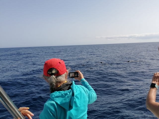  Watching the dolphins from the boat 