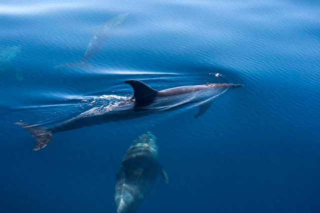  Dolphins in the La Palma coast 