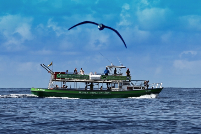 Salida de avistamiento de delfines