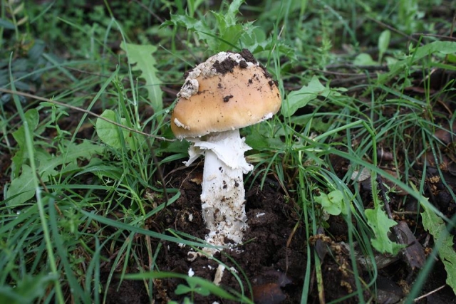  Pilz 