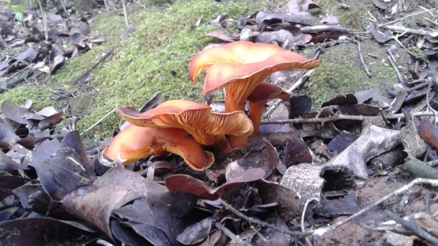  Mykologie
