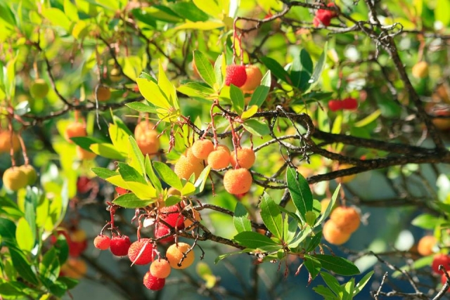  I nostri alberi nel tempo 