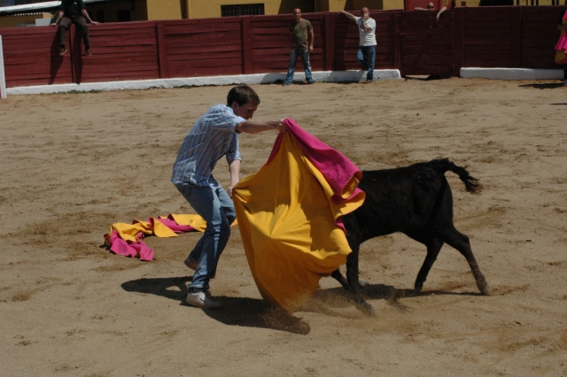  Bullfighting the heifer 