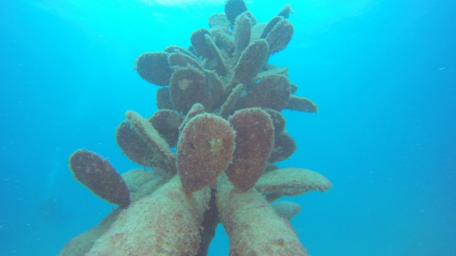  Cactus