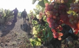 Viticultura, enología y Cata en el Penedés, 3h