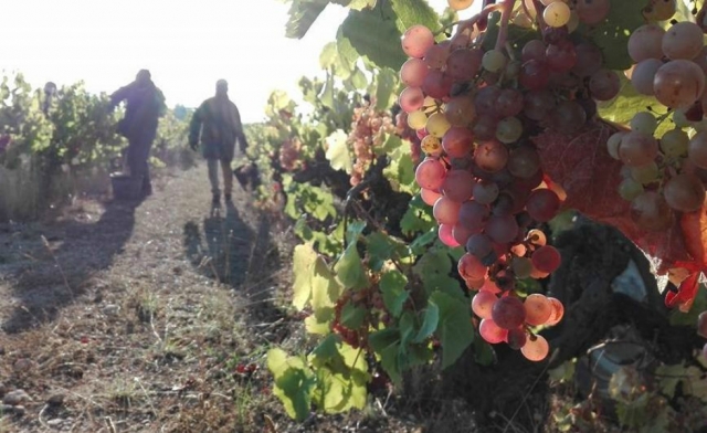  Weinlese 