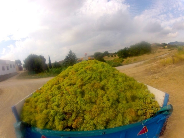  Grandes vendanges 