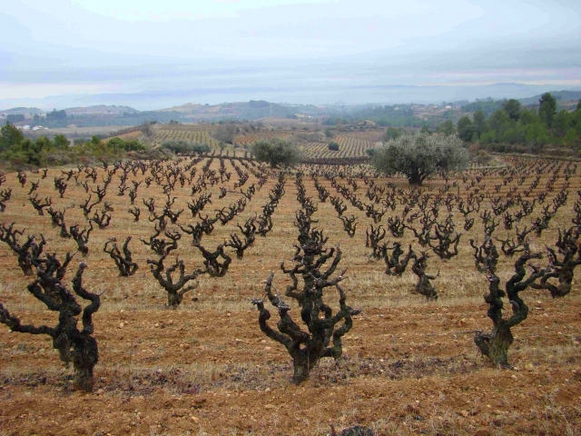  Weinberge von Barcelona 