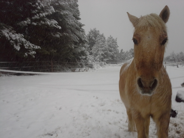  Cavalo na neve 