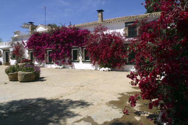  Buganvílias 