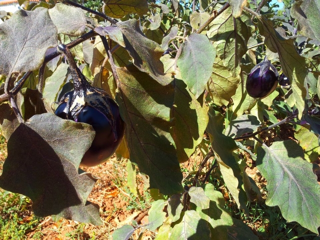  Beringelas da horta 