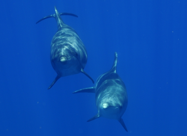 Dolphins in Tenerife 