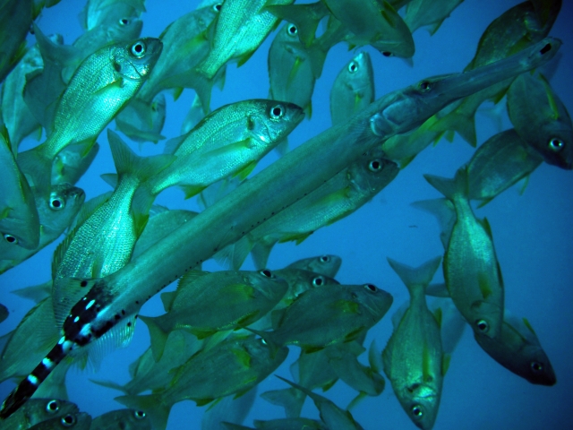  Trompetenfisch unter Schnarchern 