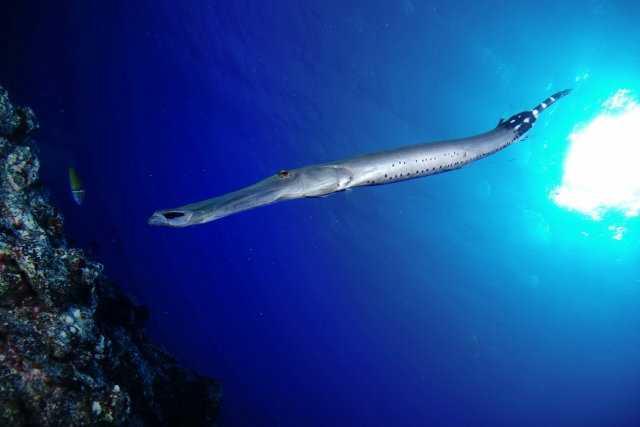  Trompetenfisch 