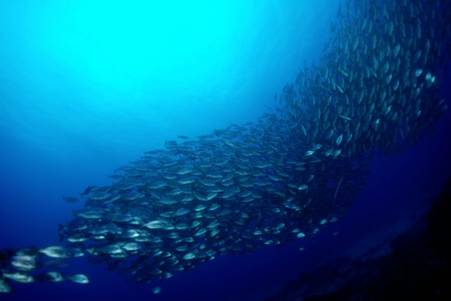  Fischschwarm 