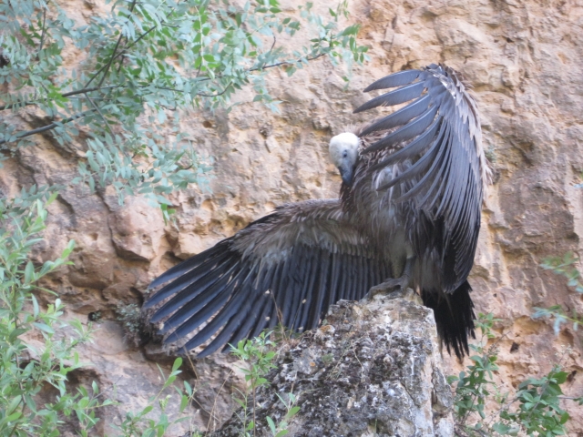Oiseaux de Ségovie 