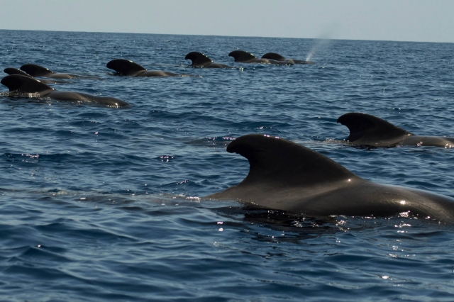 Cetaceans 
