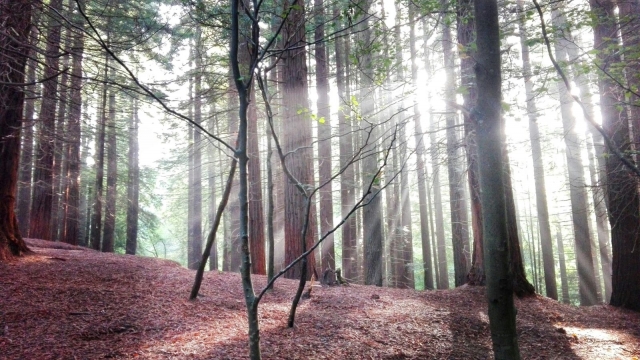  Guided walk through the Sequoya forest 