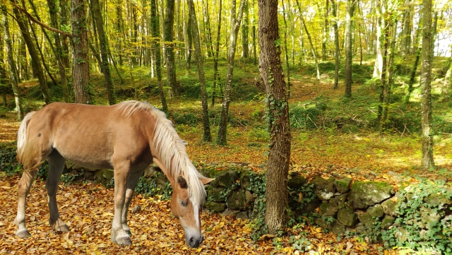  Cavallo nella foresta 