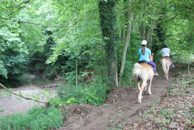  Passeggiata a cavallo nella foresta 