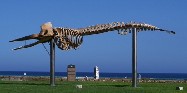 Esqueleto de ballena